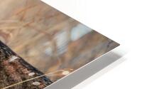 Timeless Presence HD Metal print