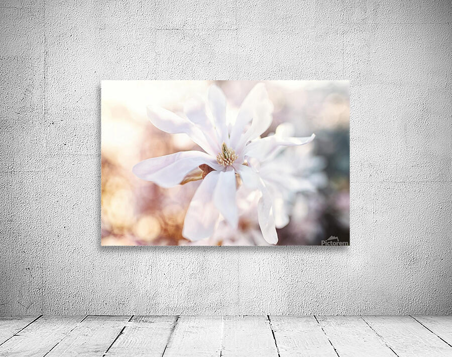 Blushing Magnolia Wall Preview