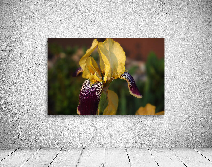 Antique Iris Wall Preview