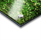 Rainforest  Acrylic print