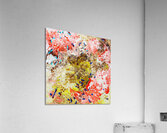 Buffled  Acrylic Print