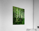 Rainforest  Acrylic Print