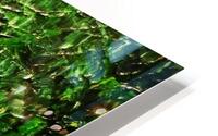 Rainforest  HD Metal print