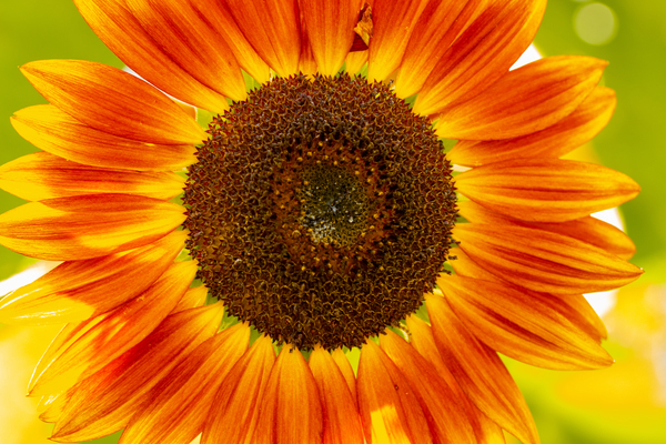 Sunflower Supremacy Digital Download