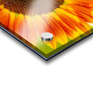 Sunflower Supremacy Acrylic print
