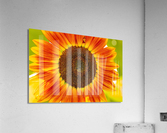 Sunflower Supremacy Acrylic Print