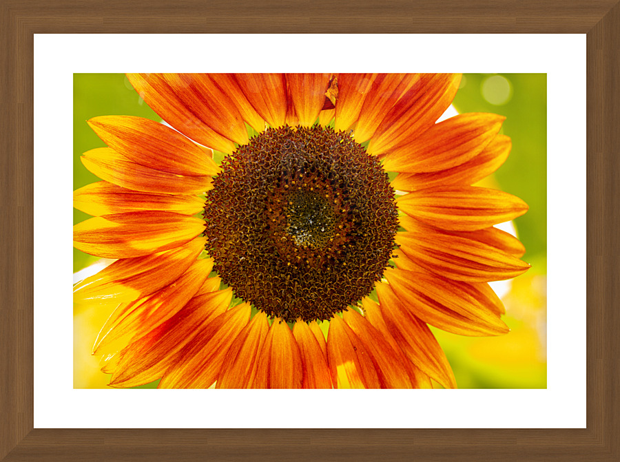 Sunflower Supremacy Picture Frame print