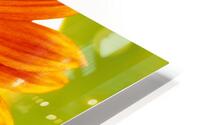 Sunflower Supremacy HD Metal print