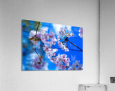 Blossomin Blooms Acrylic Print