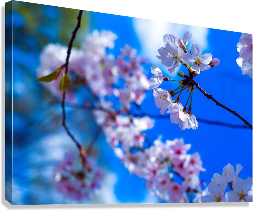 Blossomin Blooms Canvas Print