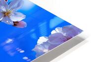 Blossomin Blooms HD Metal print