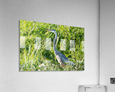 2 Acrylic Print