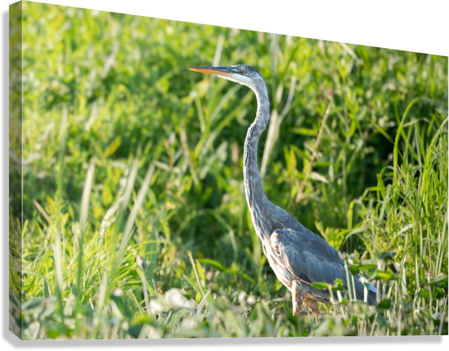 2 Canvas Print