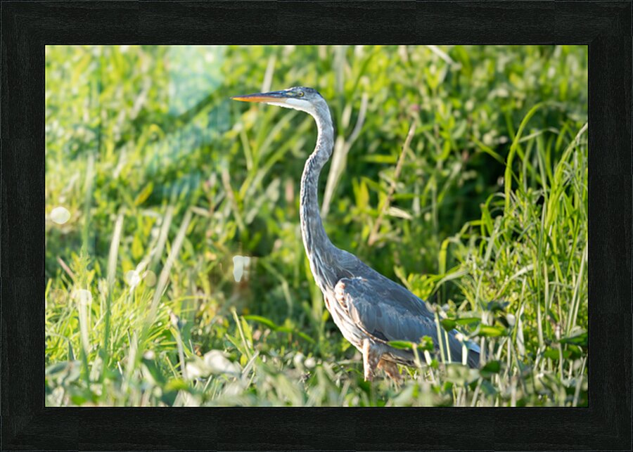 2 Picture Frame print