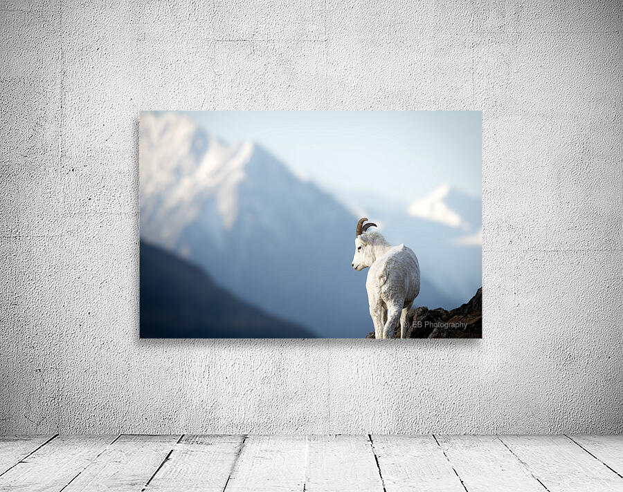 Chipped Horn Wall Preview