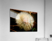 DANDELION STUDY 1 Acrylic Print