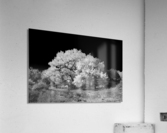 FALL COLORS IN B&W Acrylic Print