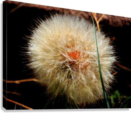 DANDELION STUDY 1 Canvas Print