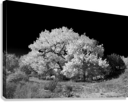 FALL COLORS IN B&W Canvas Print