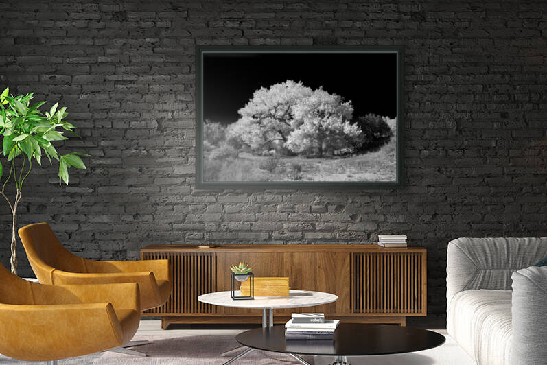 FALL COLORS IN B&W Reproduction