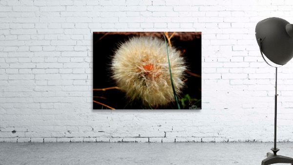 DANDELION STUDY 1 Wall Preview