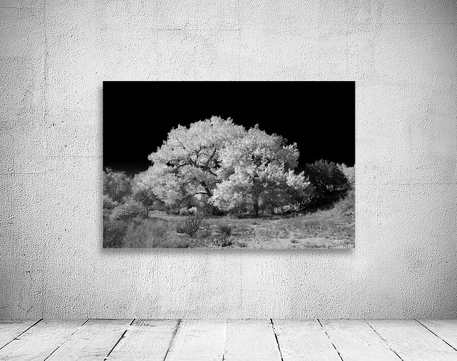 FALL COLORS IN B&W Wall Preview