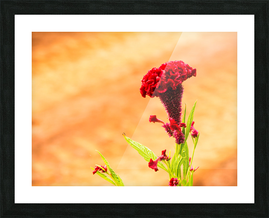 Red Flower Picture Frame print