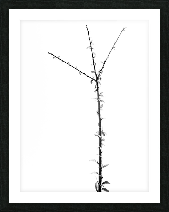 Flower Trident Picture Frame print