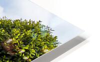Garden HD Metal print