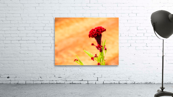 Red Flower Wall Preview