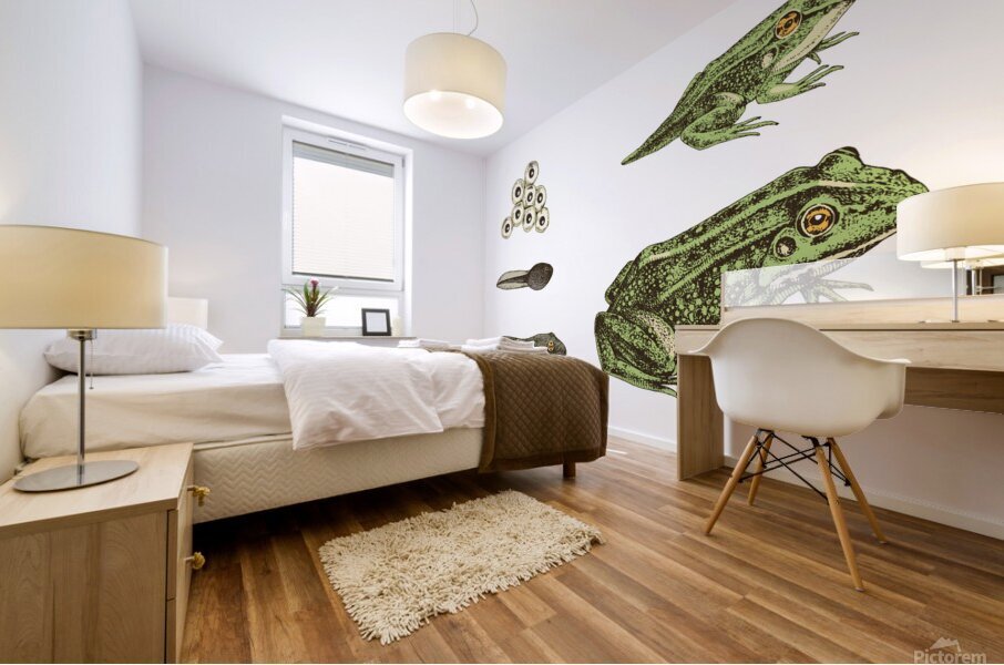 Frog Life Cycle  Mural print
