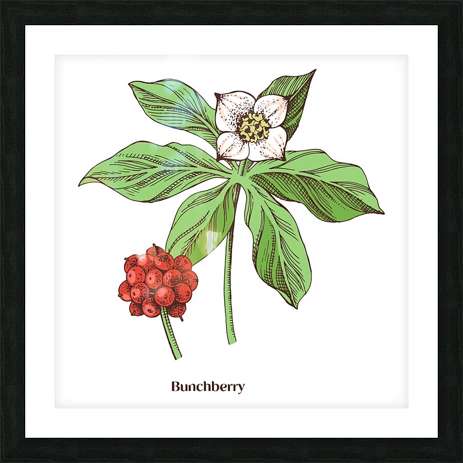 Bunchberry  Picture Frame print