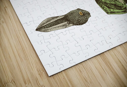 Frog Life Cycle  Pagoda puzzle