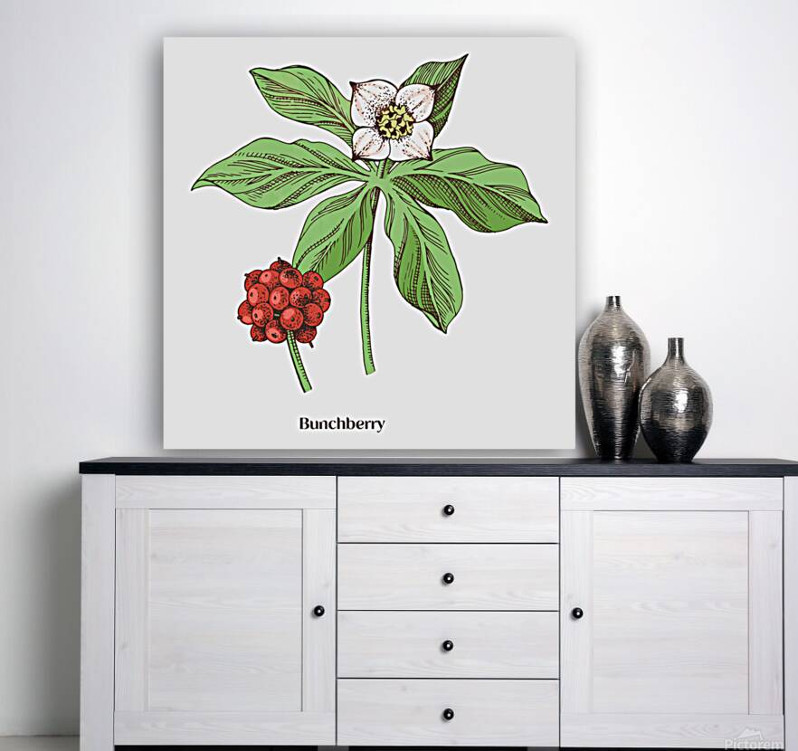 Bunchberry  Reproduction
