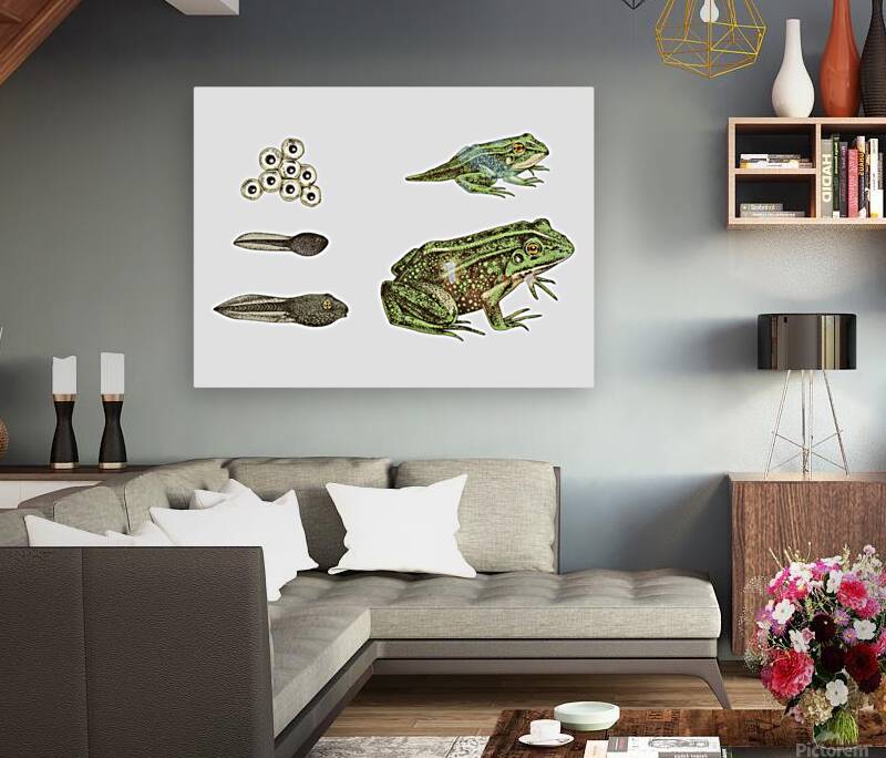 Frog Life Cycle  Reproduction