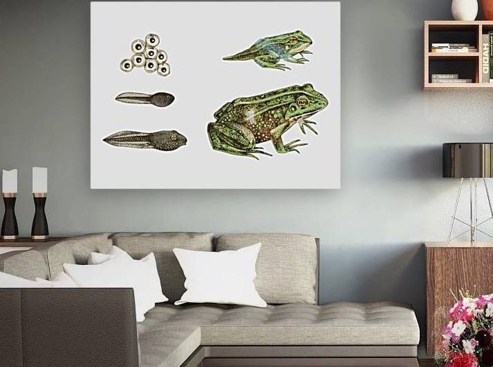 Frog Life Cycle  by Pagoda