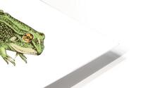 Frog Life Cycle  HD Metal print