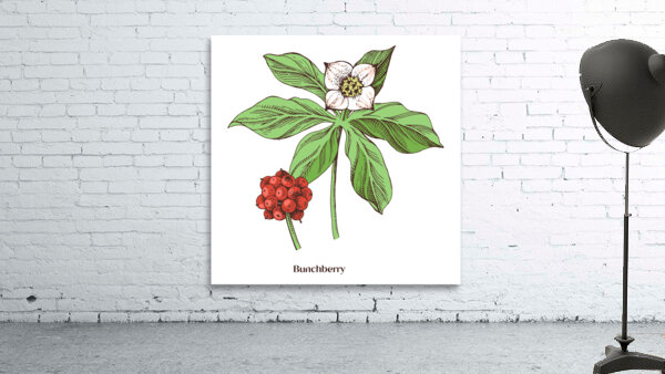 Bunchberry  Wall Preview