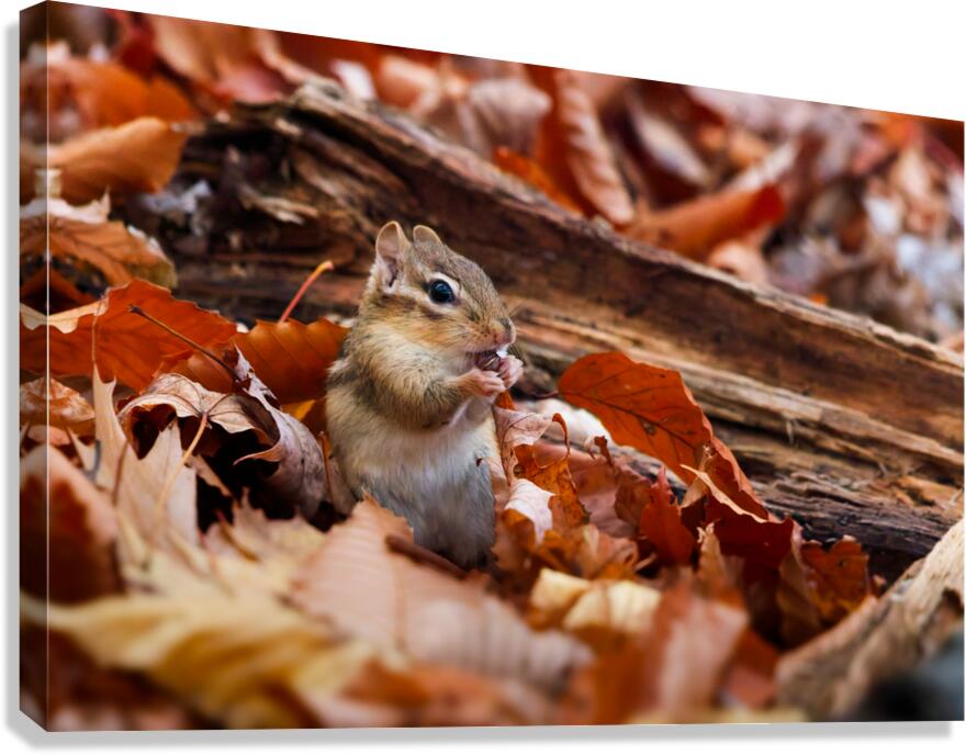Hungry chipmunk