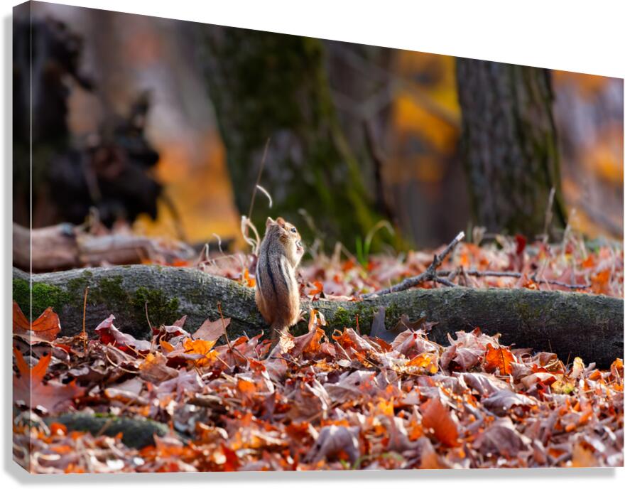 Sunset Chipmunk