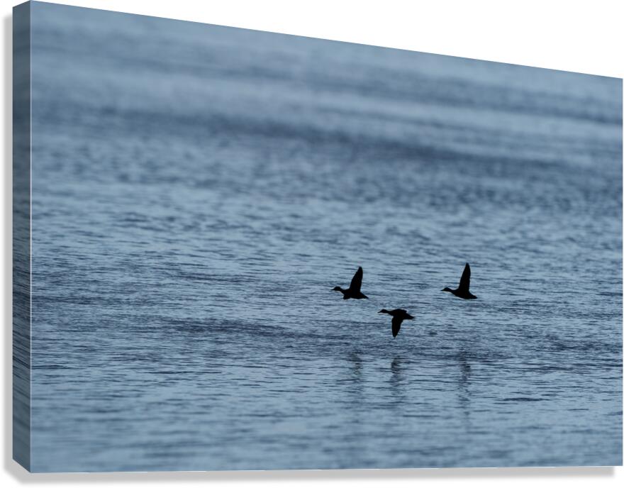 Run away ducks
