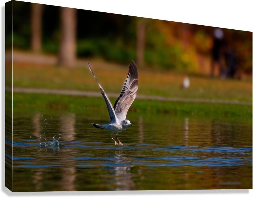 Gull Take off