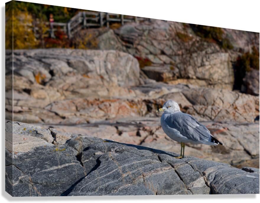 Mad Gull