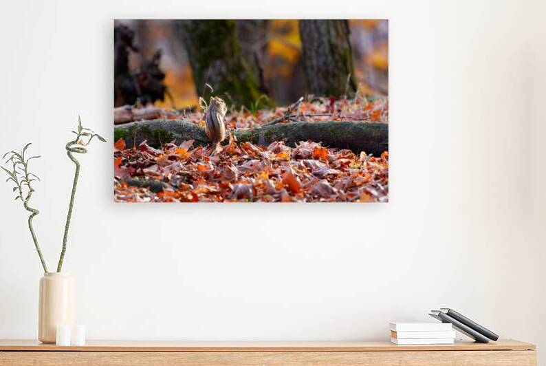 Sunset Chipmunk by Samuel Geoffroy
