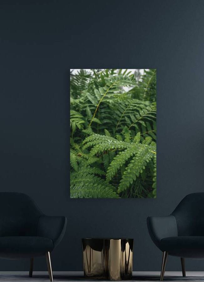 Wet Forest Ferns Photography by ALEXEROOT