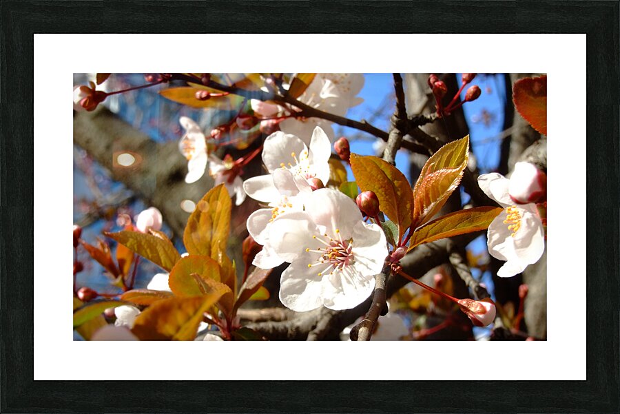 AViolinStory FlowerPic.white Picture Frame print