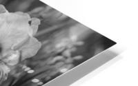 EyesWk1 HD Metal print