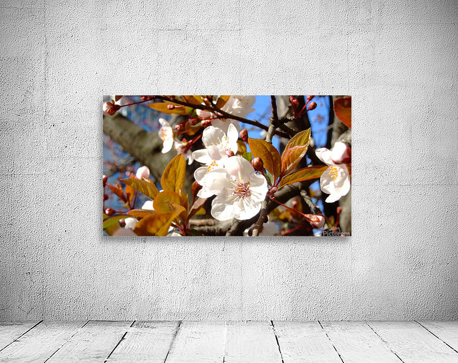 AViolinStory FlowerPic.white Wall Preview