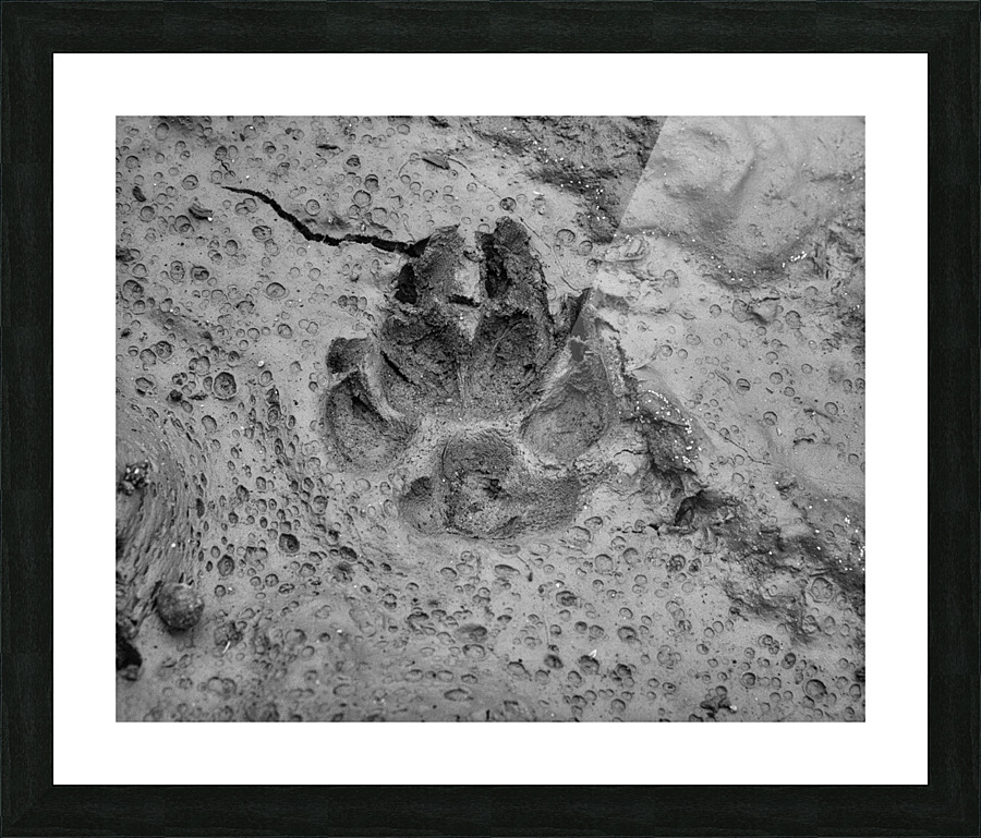Pawprint Picture Frame print
