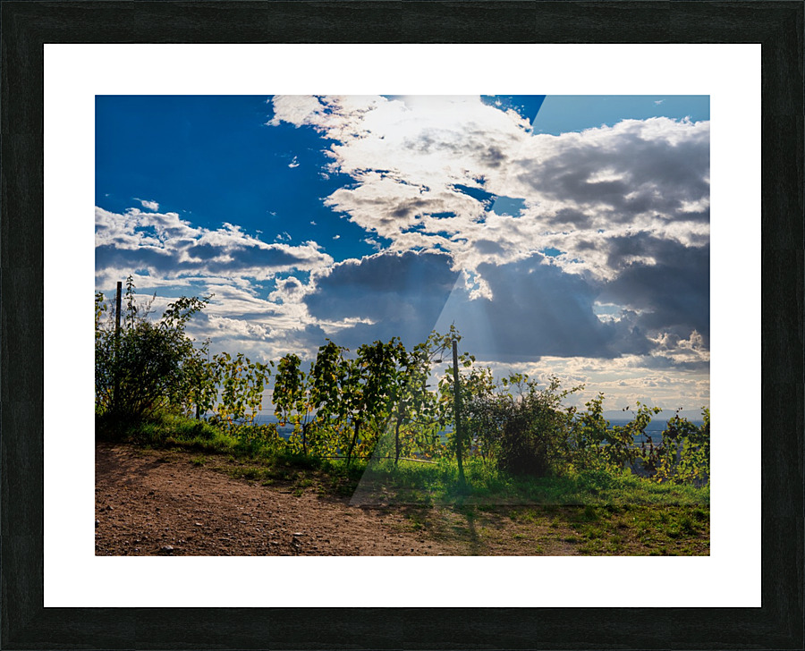 Vineyard Schriesheim Picture Frame print